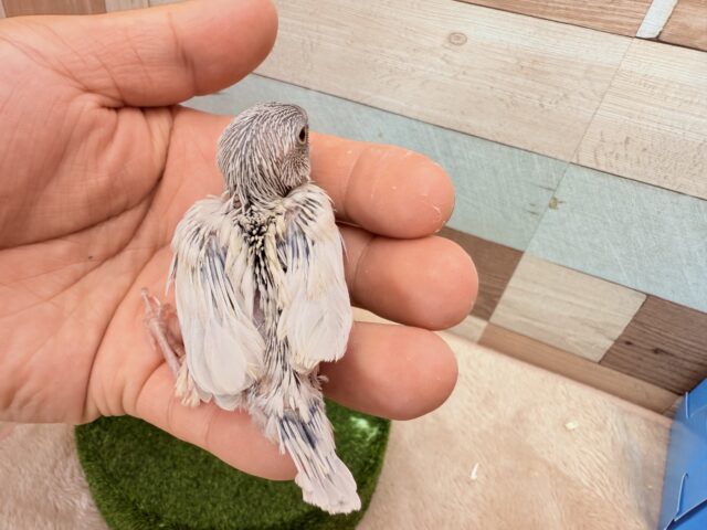 シルバー文鳥