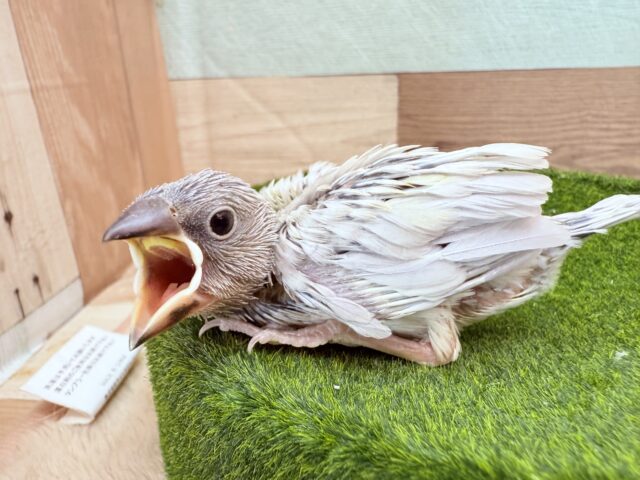 シルバー文鳥