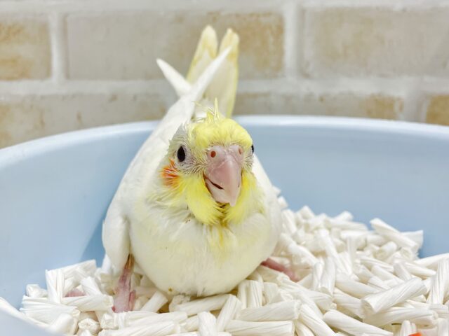 オカメインコ