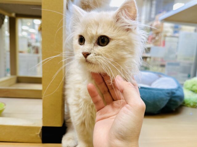 ミヌエット