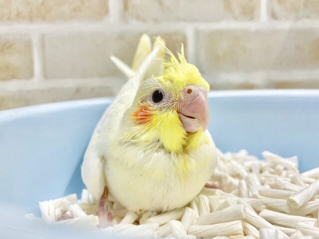 オカメインコ