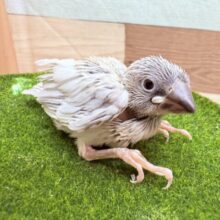 甘え上手な予感のするおしゃれカラーさん🌟シルバー文鳥❣️