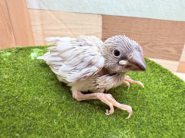甘え上手な予感のするおしゃれカラーさん🌟シルバー文鳥❣️