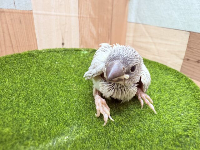 シルバー文鳥