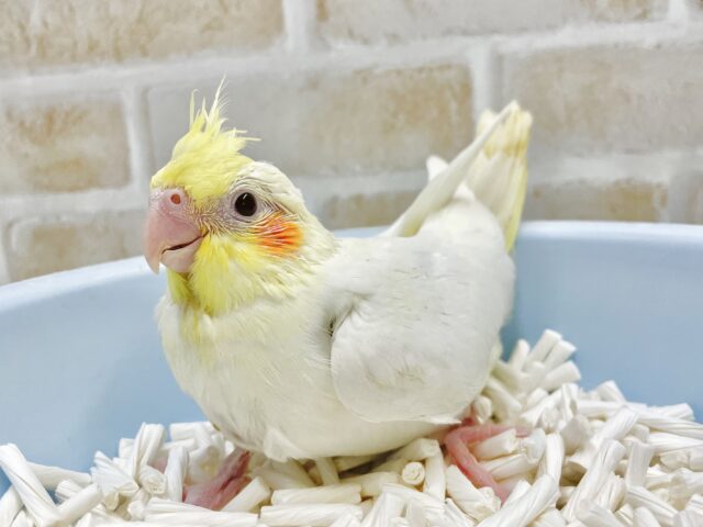 オカメインコ