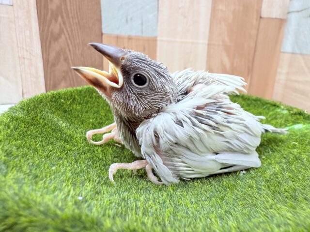 シルバー文鳥