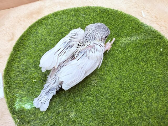シルバー文鳥