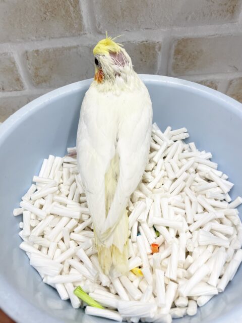 オカメインコ