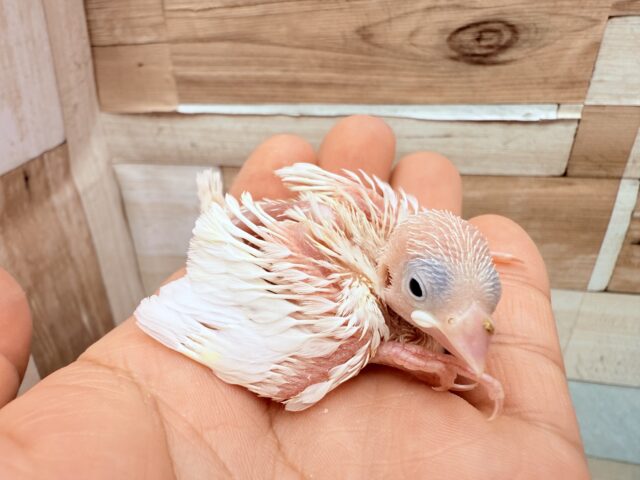 白文鳥