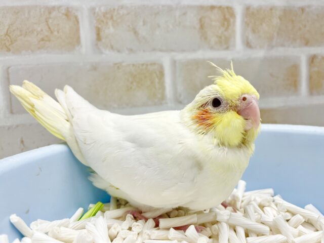 オカメインコ