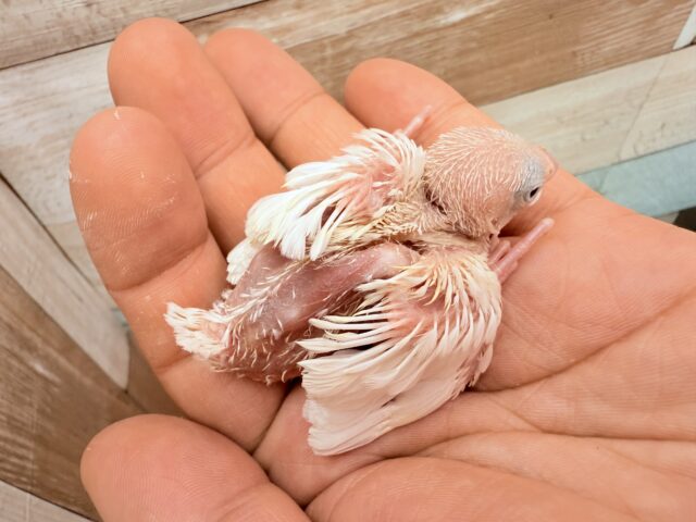 白文鳥