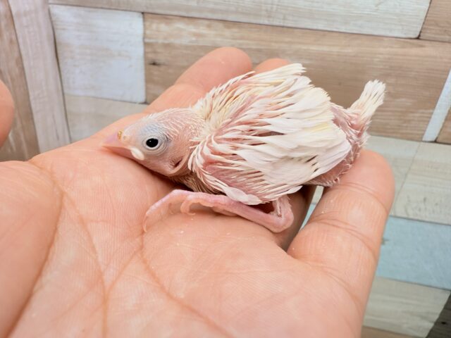 白文鳥