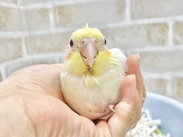 オカメインコ