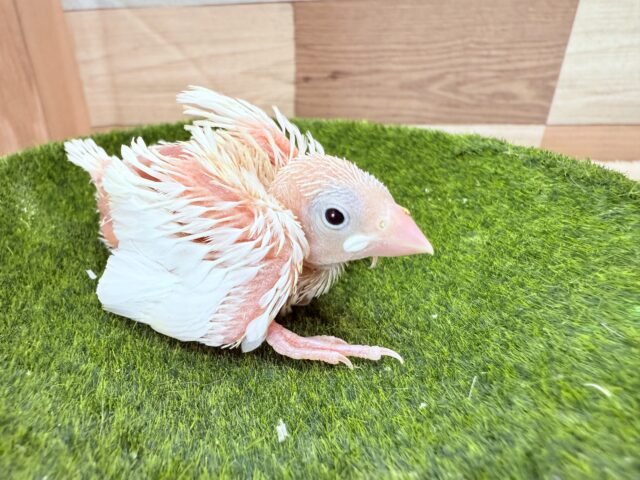 白文鳥