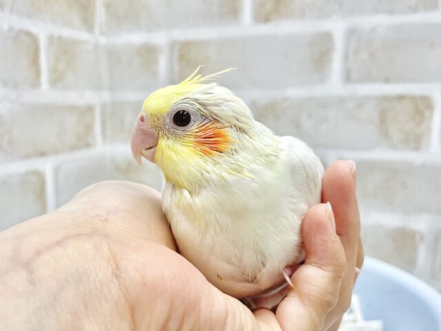 オカメインコ