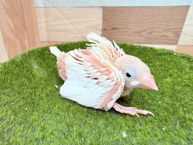 白文鳥
