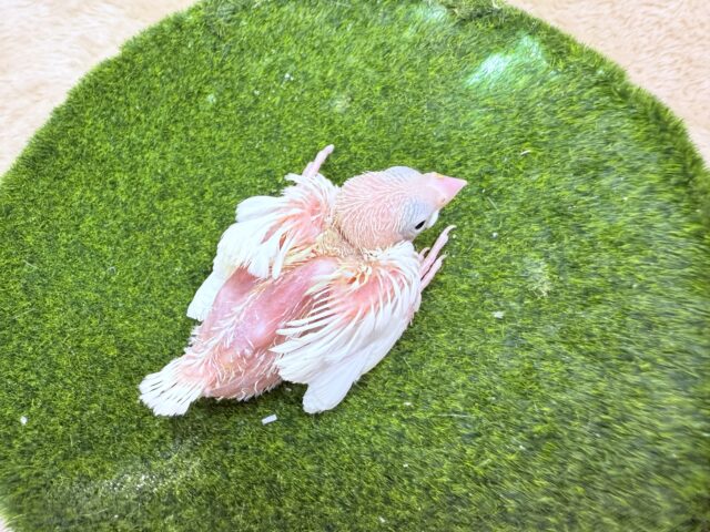 白文鳥