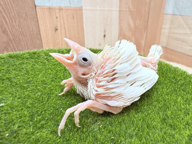 白文鳥