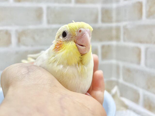 オカメインコ