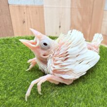 真っ白ビューティフルな美白さん✨白文鳥❣️