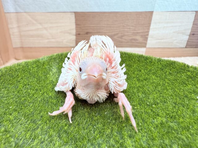 白文鳥