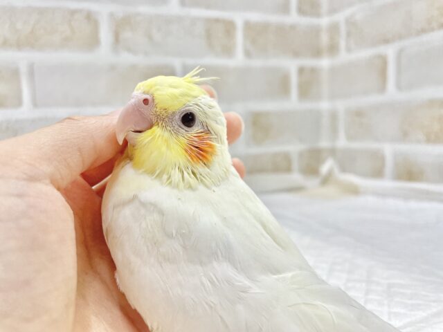 オカメインコ