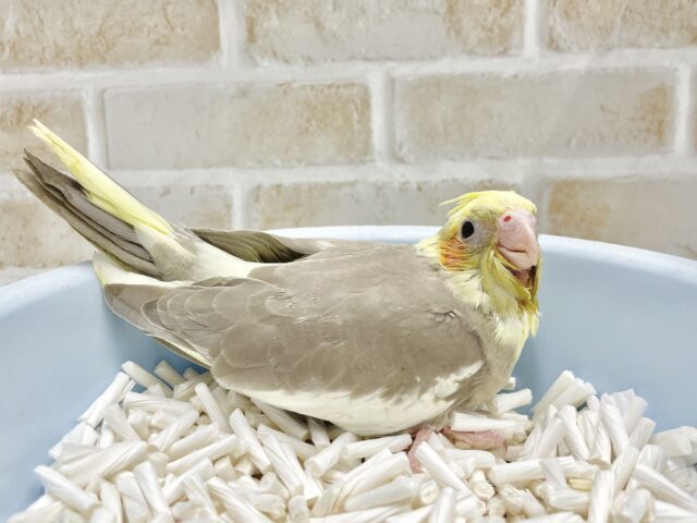 オカメインコ