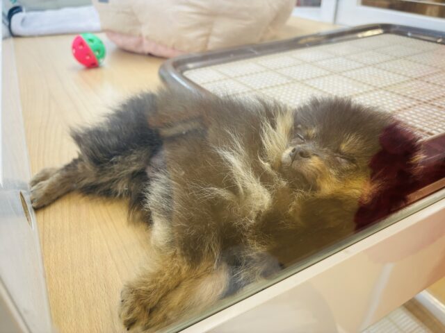 ポメラニアン
