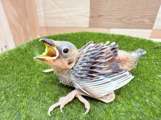 人気の高いお色のおねだり上手さん⭐️桜文鳥❣️