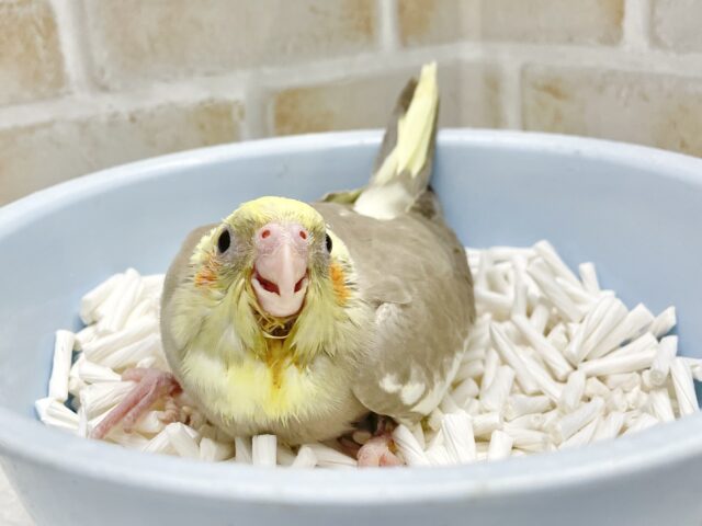 オカメインコ