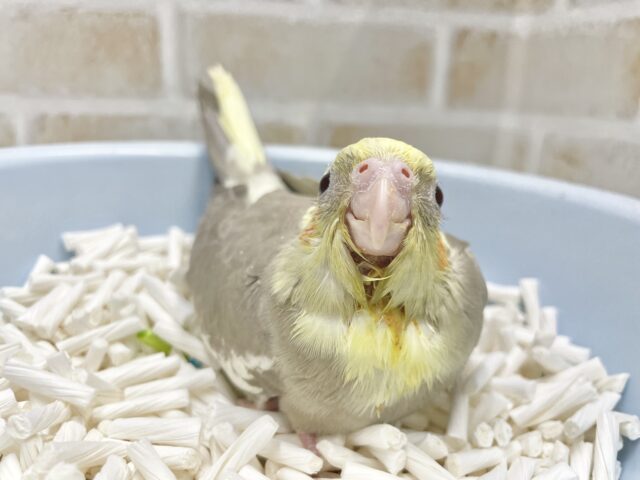 オカメインコ