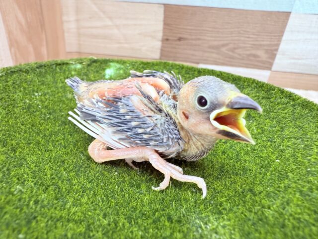 桜文鳥