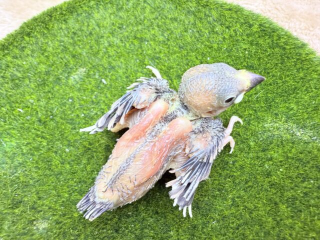 桜文鳥
