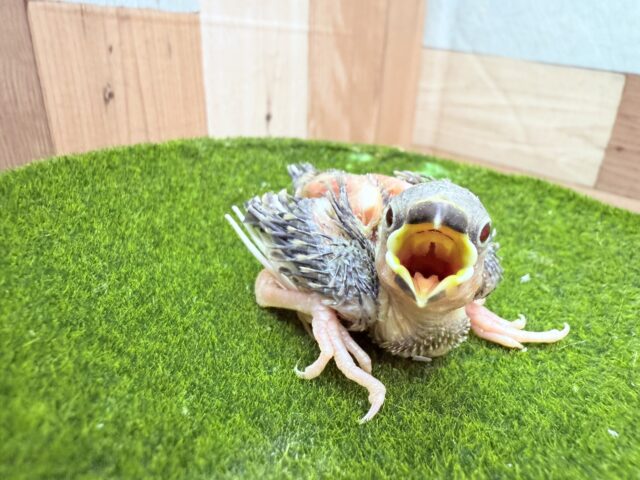 桜文鳥