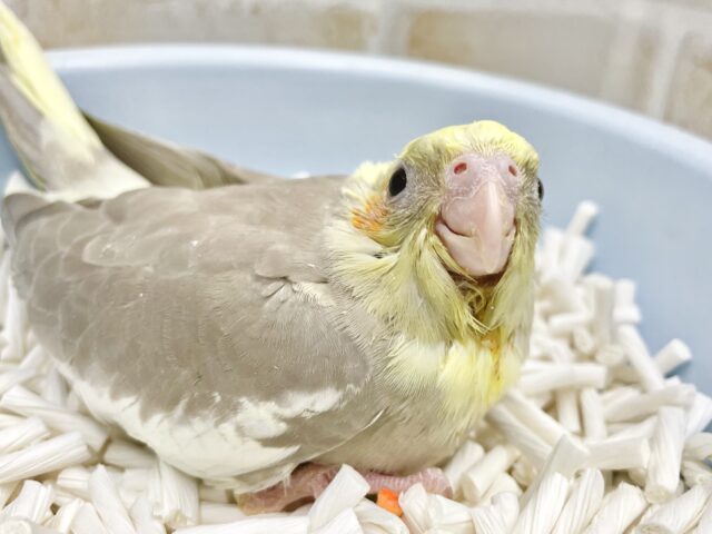 オカメインコ