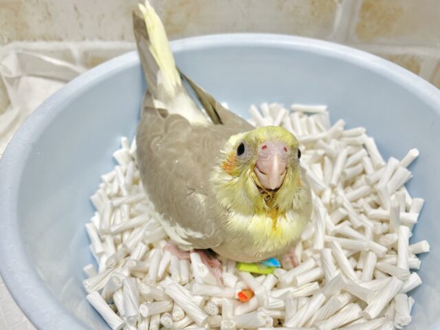 オカメインコ