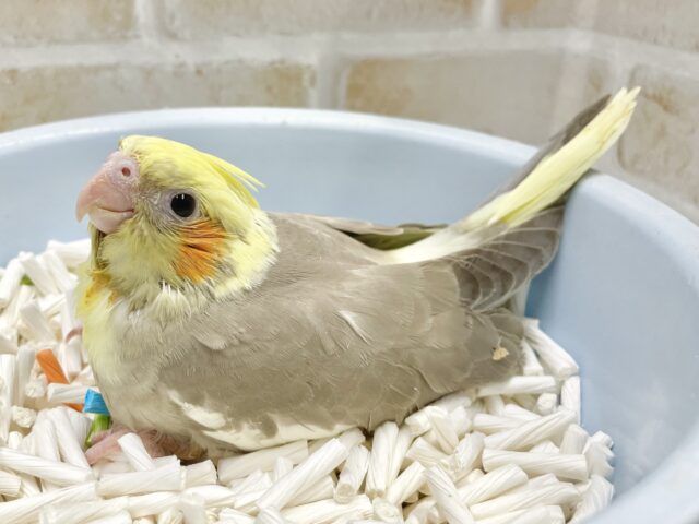 オカメインコ