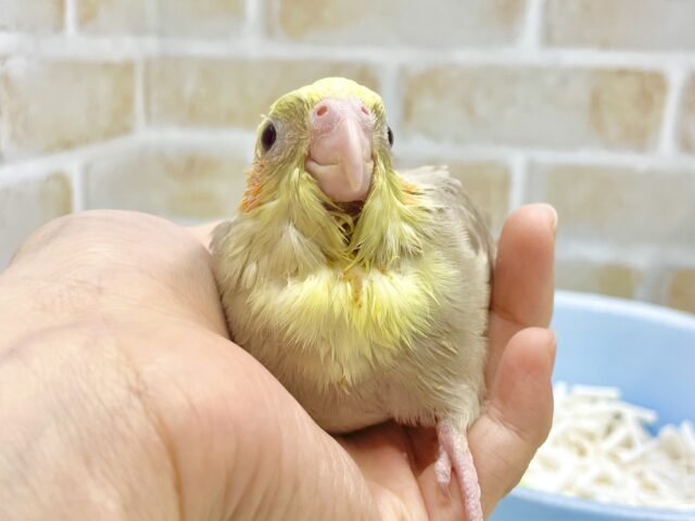 オカメインコ