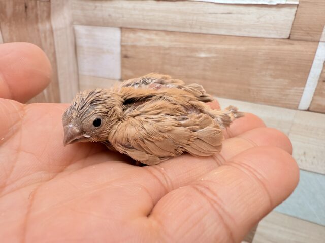 錦花鳥（キンカチョウ）