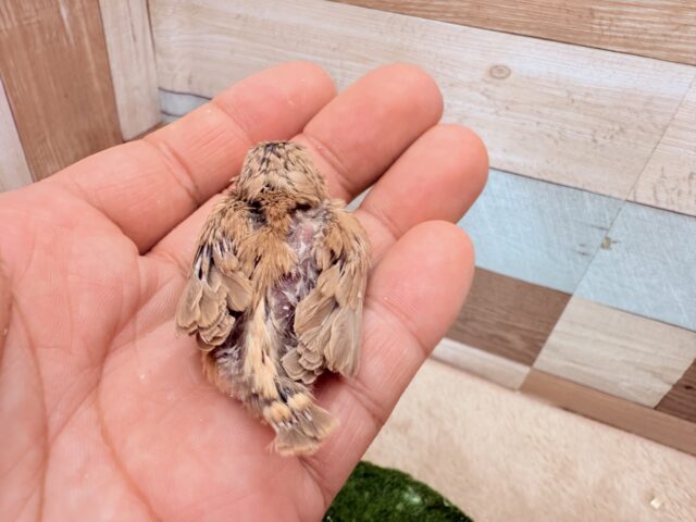 錦花鳥（キンカチョウ）