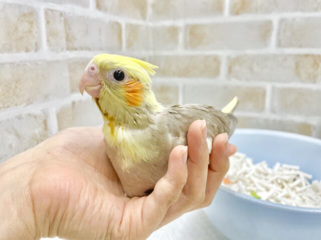オカメインコ