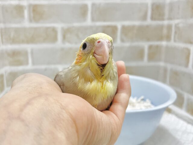 オカメインコ
