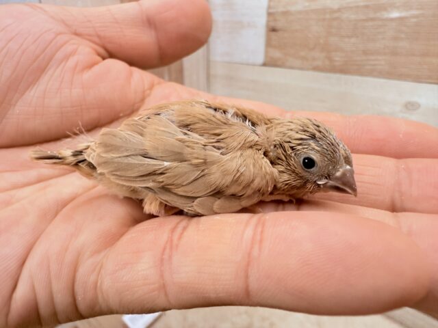 錦花鳥（キンカチョウ）