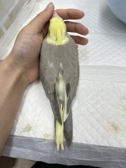 オカメインコ