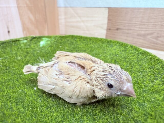 錦花鳥（キンカチョウ）