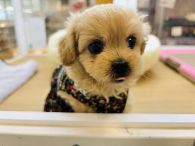 ペキプー