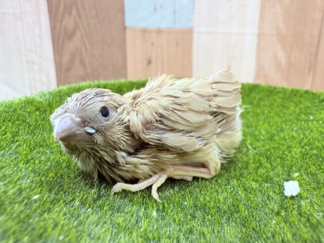 錦花鳥（キンカチョウ）