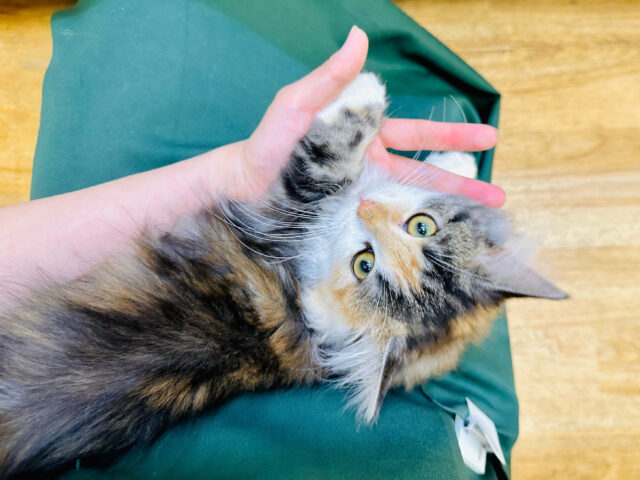 ノルウェージャンフォレストキャット