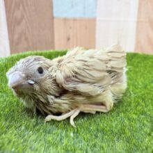 ミニミニサイズでとってもキュートですっ🩷キンカチョウのフォーン❣️