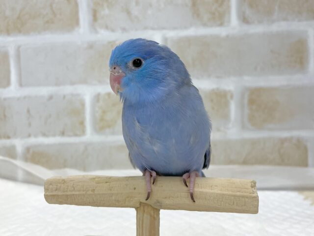 マメルリハ